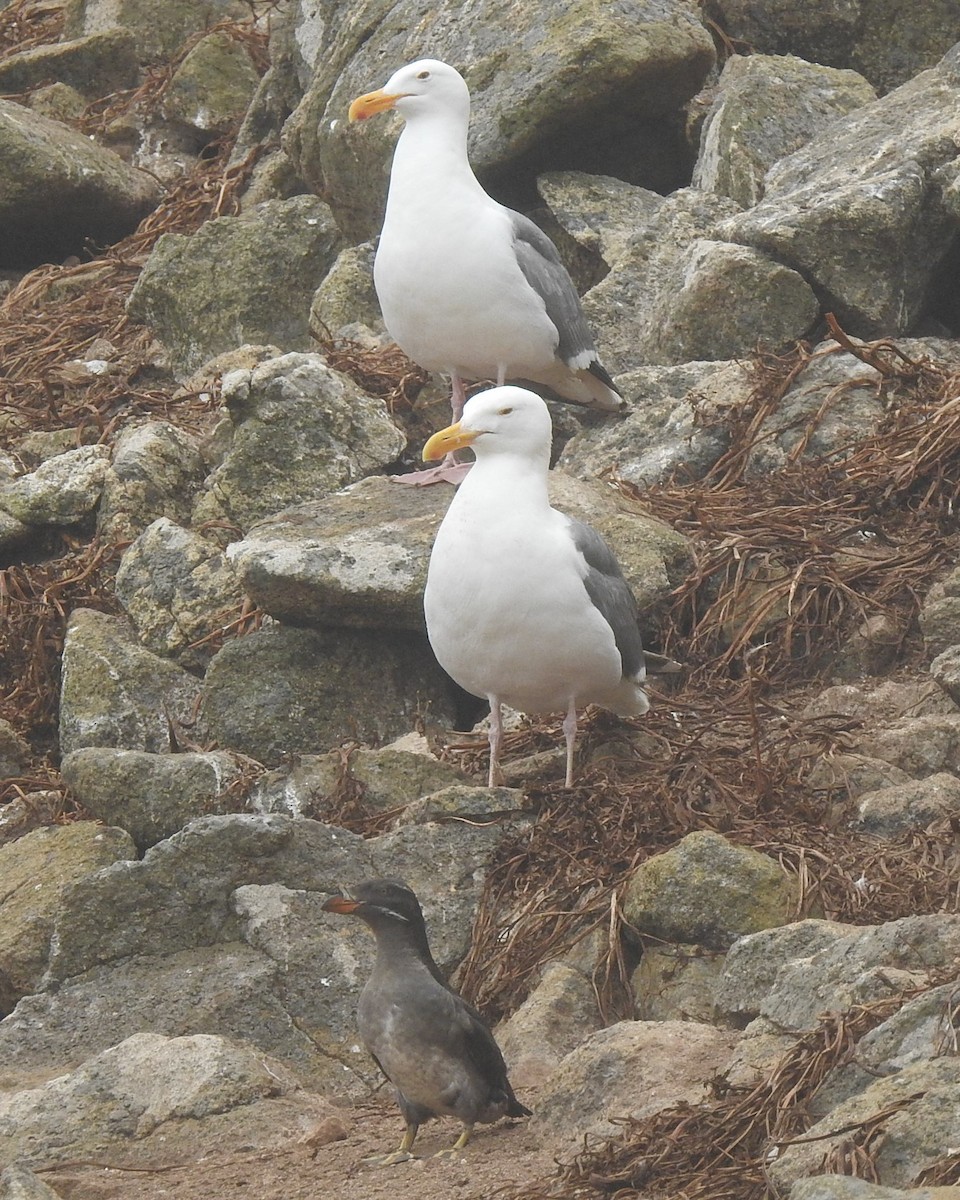 Goéland d'Audubon - ML593351961