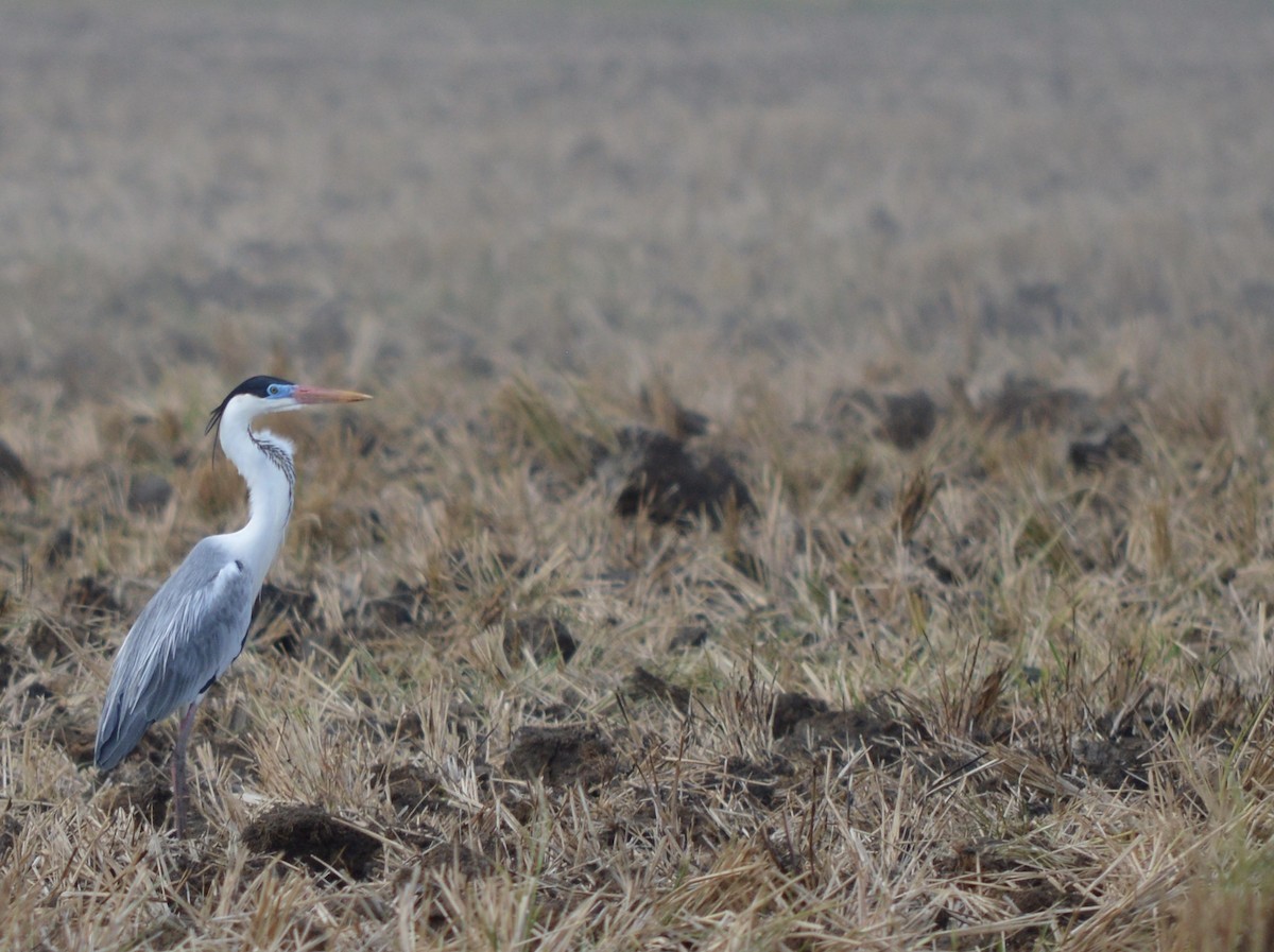 Cocoi Heron - ML593352001