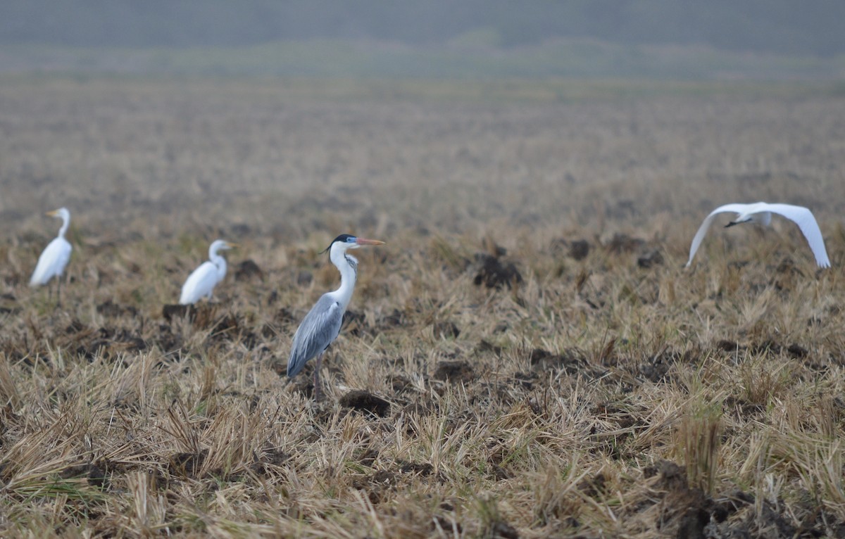 Garza Cuca - ML593352011