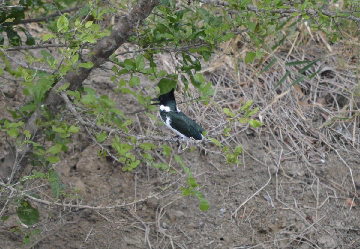 Martin-pêcheur d'Amazonie - ML593352231