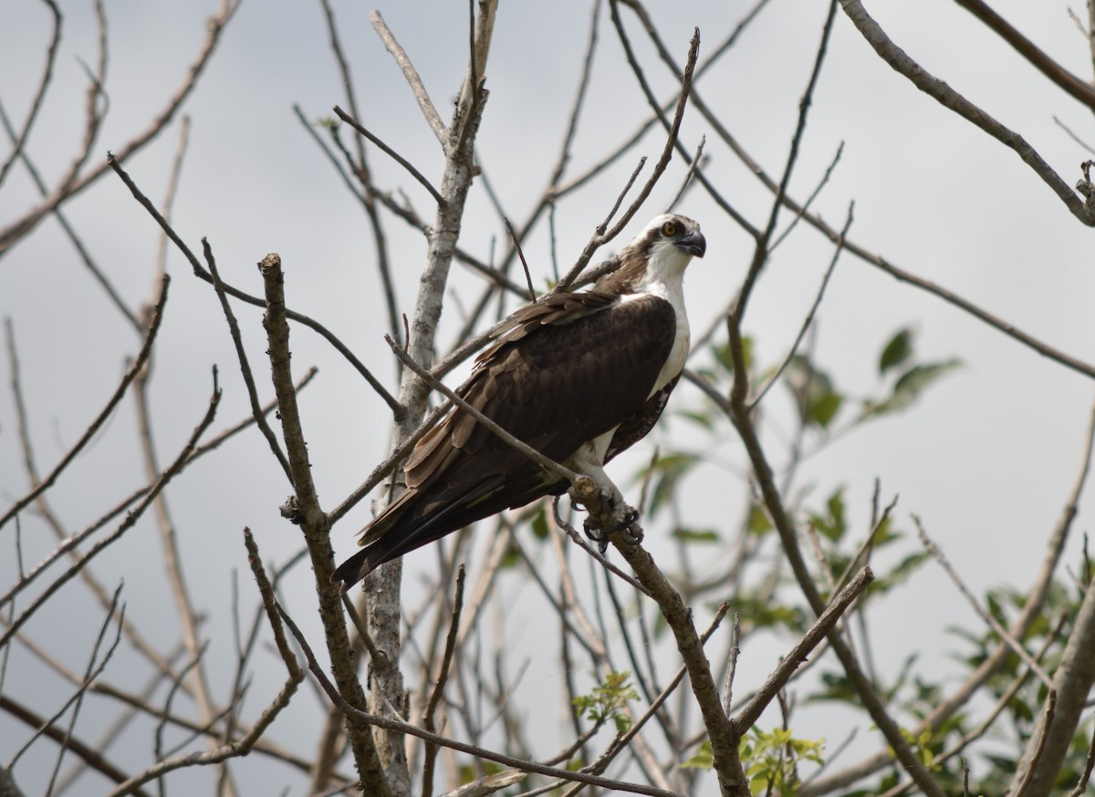 Balbuzard pêcheur - ML593352261