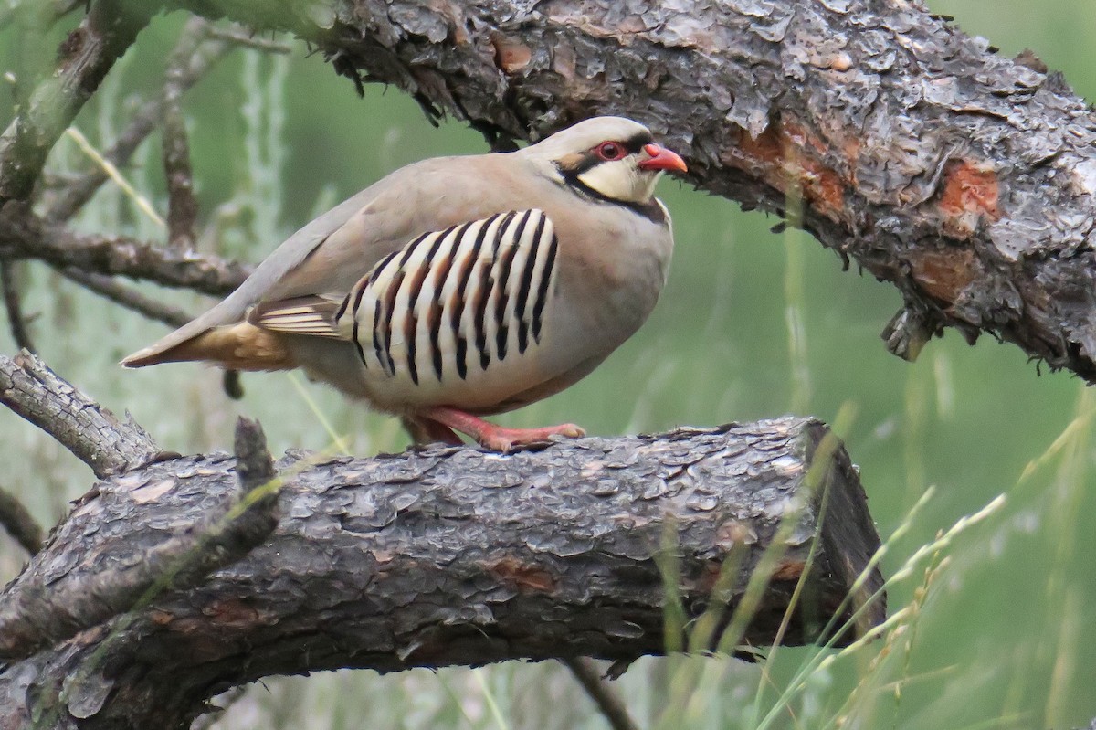 Chukar - ML593352291