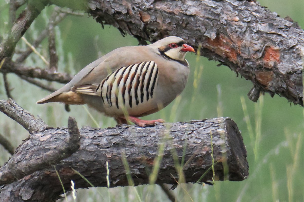 Chukar - ML593352321