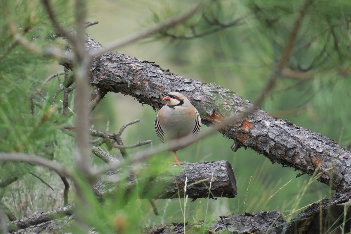 Chukar - ML593352331