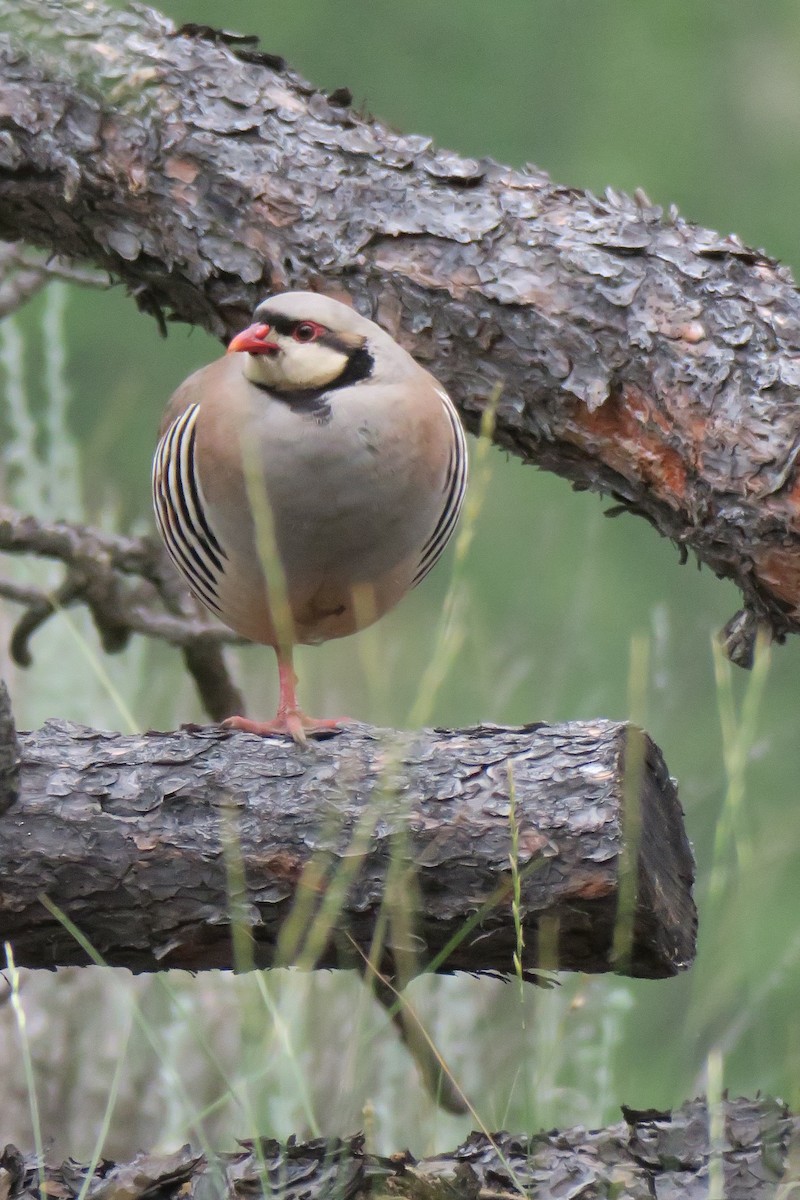 Chukar - ML593352341