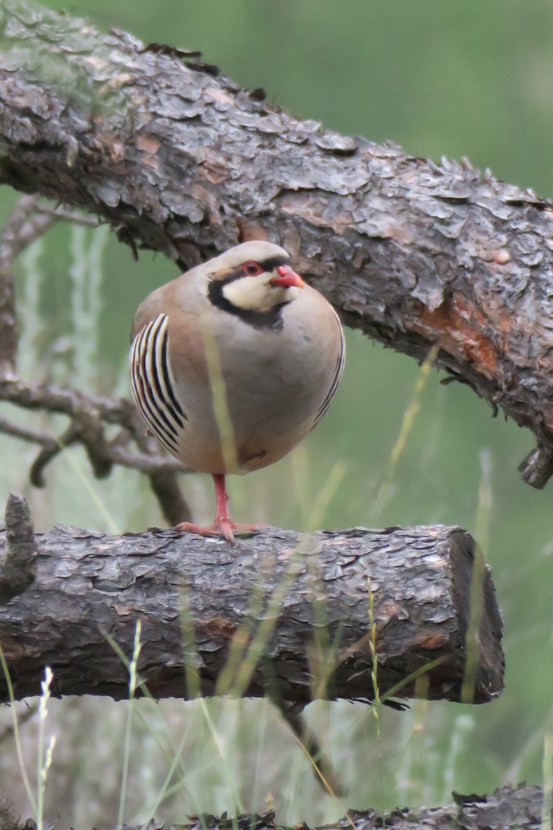 Chukar - ML593352351