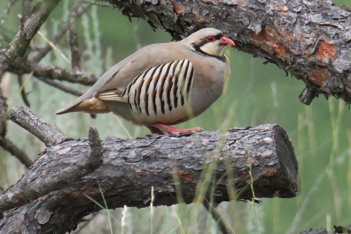 Chukar - ML593352381