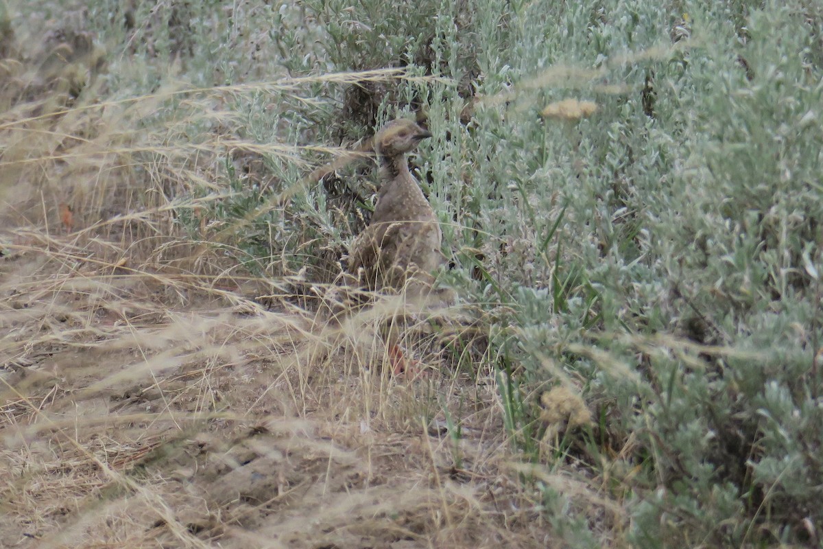 Chukar - ML593353811