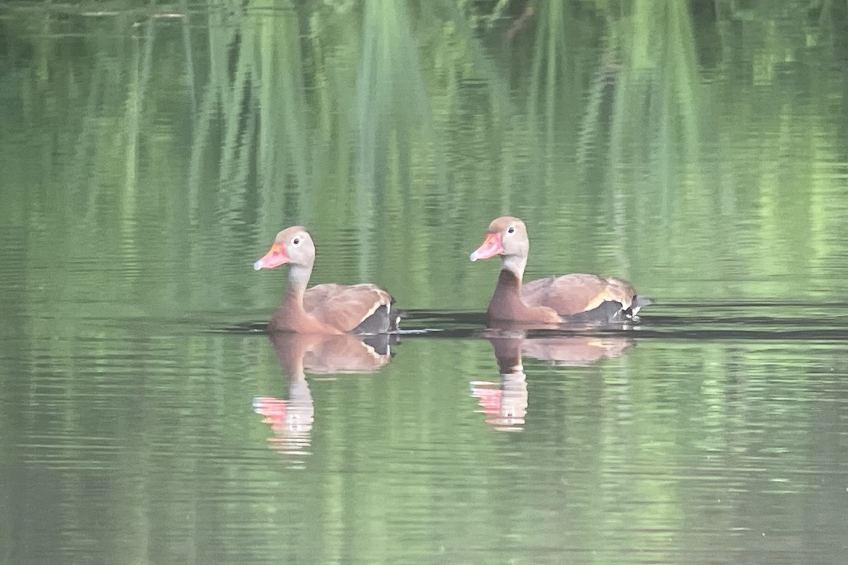 Black-bellied Whistling-Duck - ML593354671