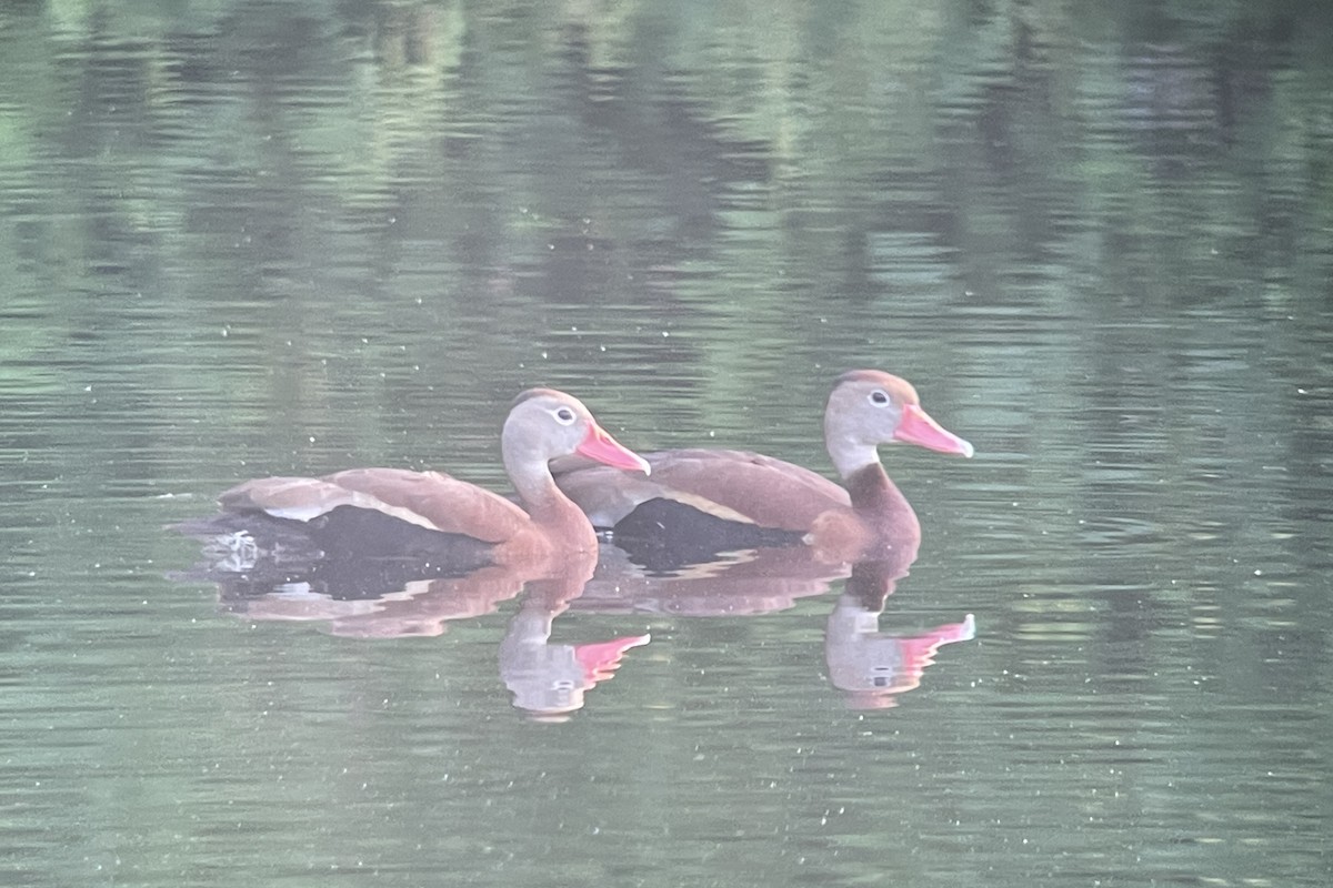 Dendrocygne à ventre noir - ML593354721