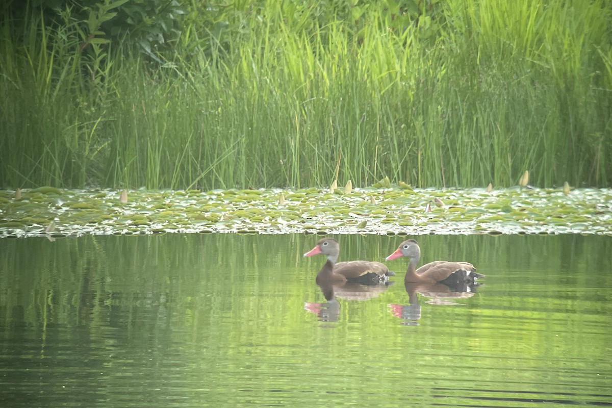 Black-bellied Whistling-Duck - ML593354781