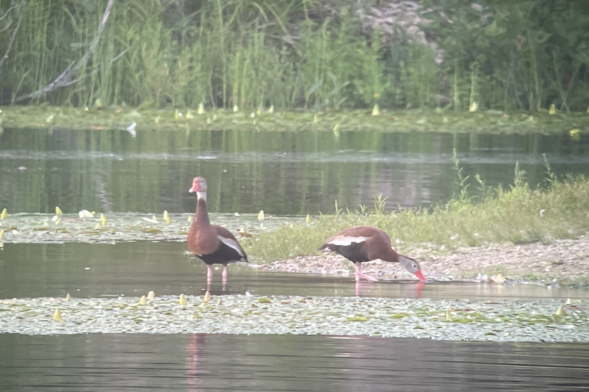 Black-bellied Whistling-Duck - ML593354821