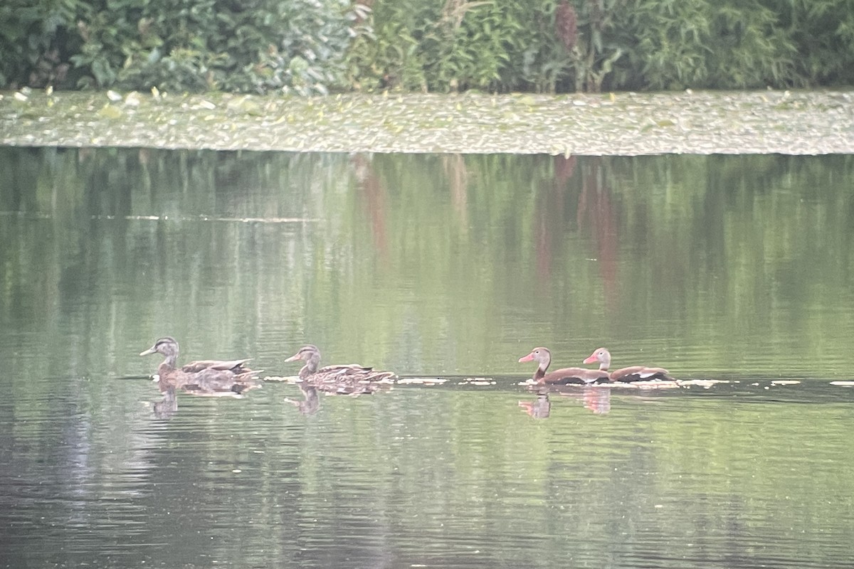 Black-bellied Whistling-Duck - ML593354851