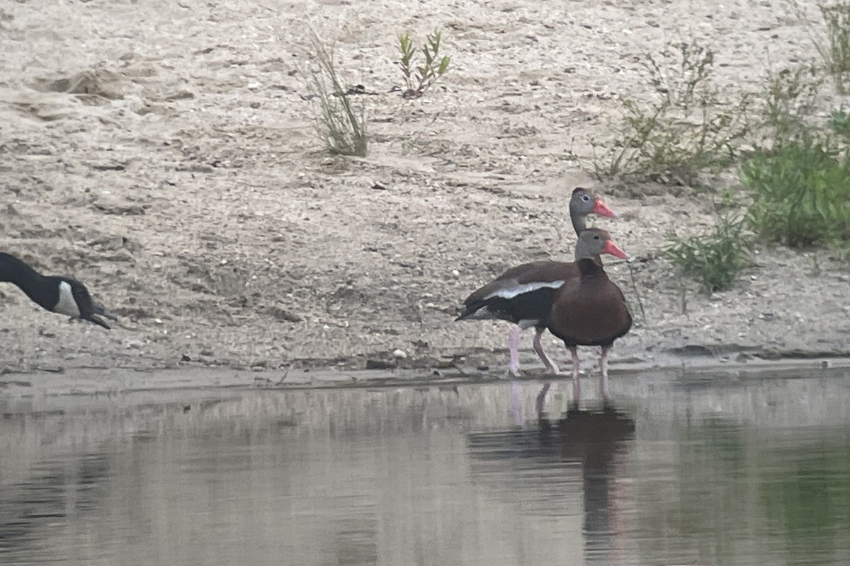 Black-bellied Whistling-Duck - ML593355221