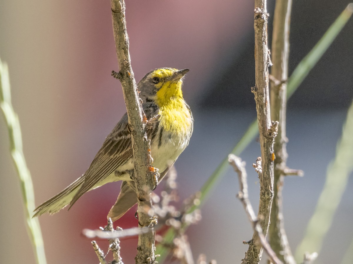 Grace's Warbler - ML593357461