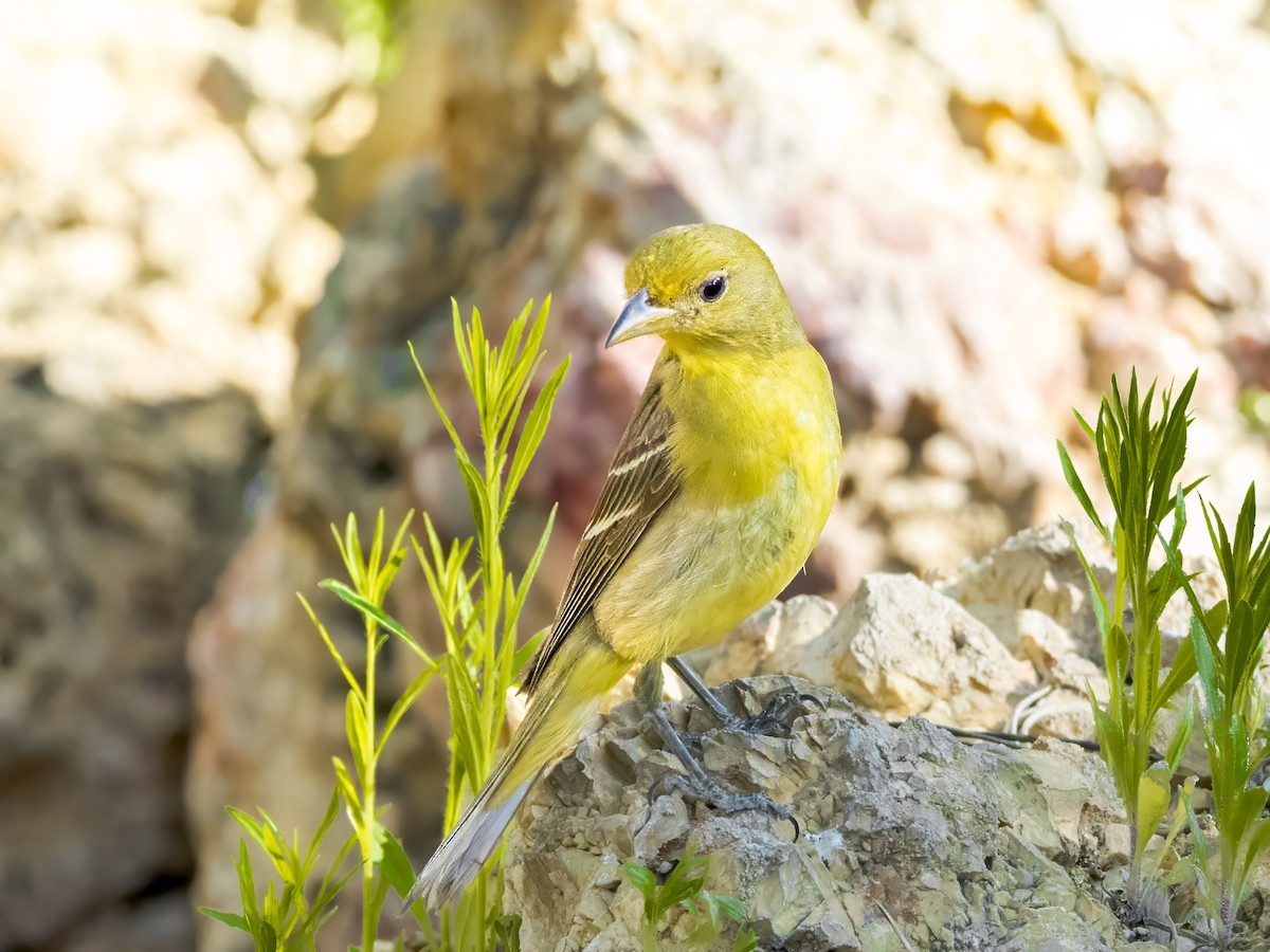 Western Tanager - ML593357561