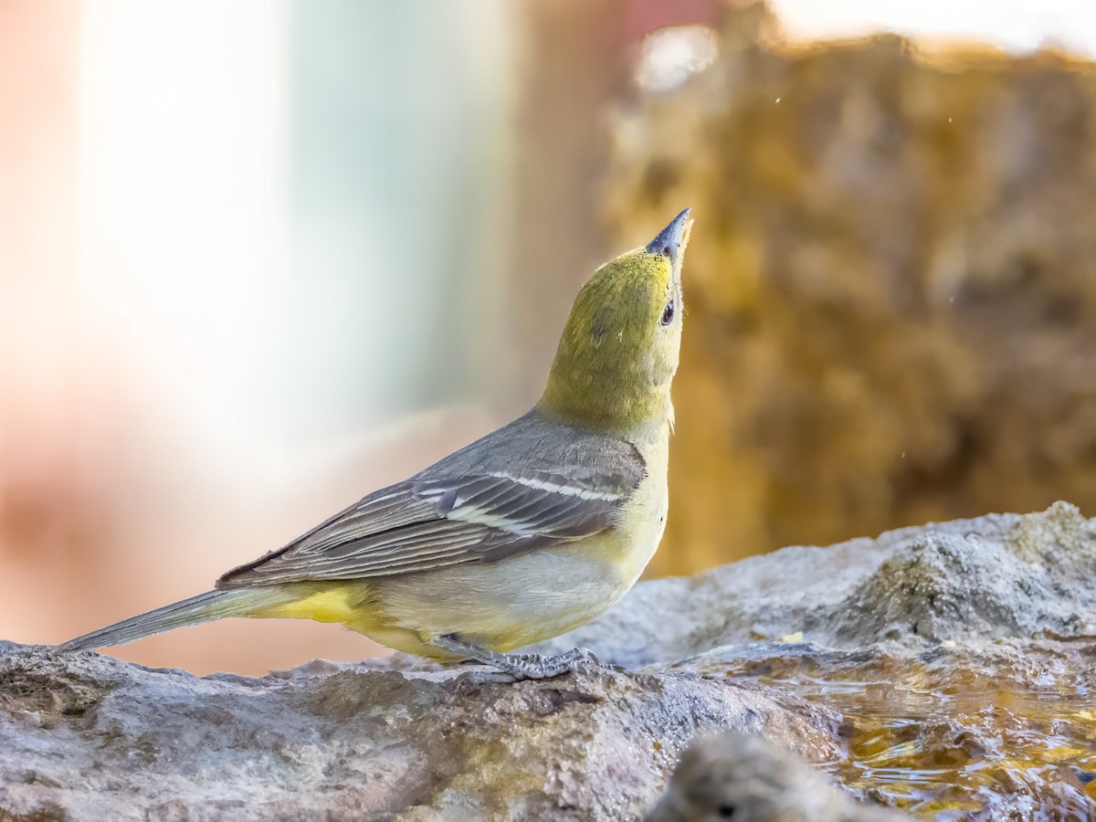 Western Tanager - ML593357591