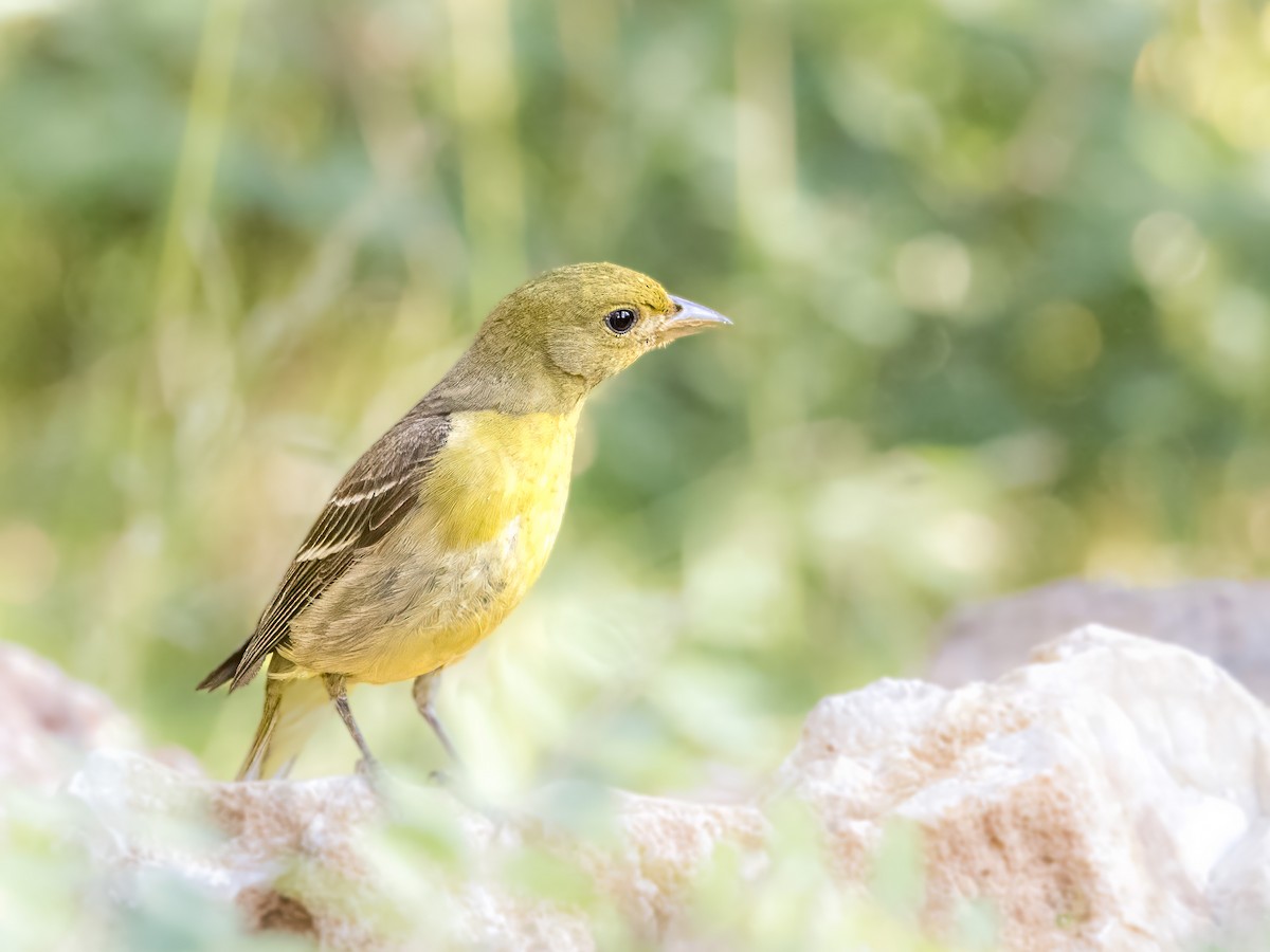 Western Tanager - ML593357601