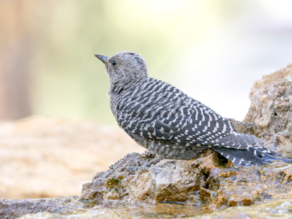 Williamson's Sapsucker - ML593357881