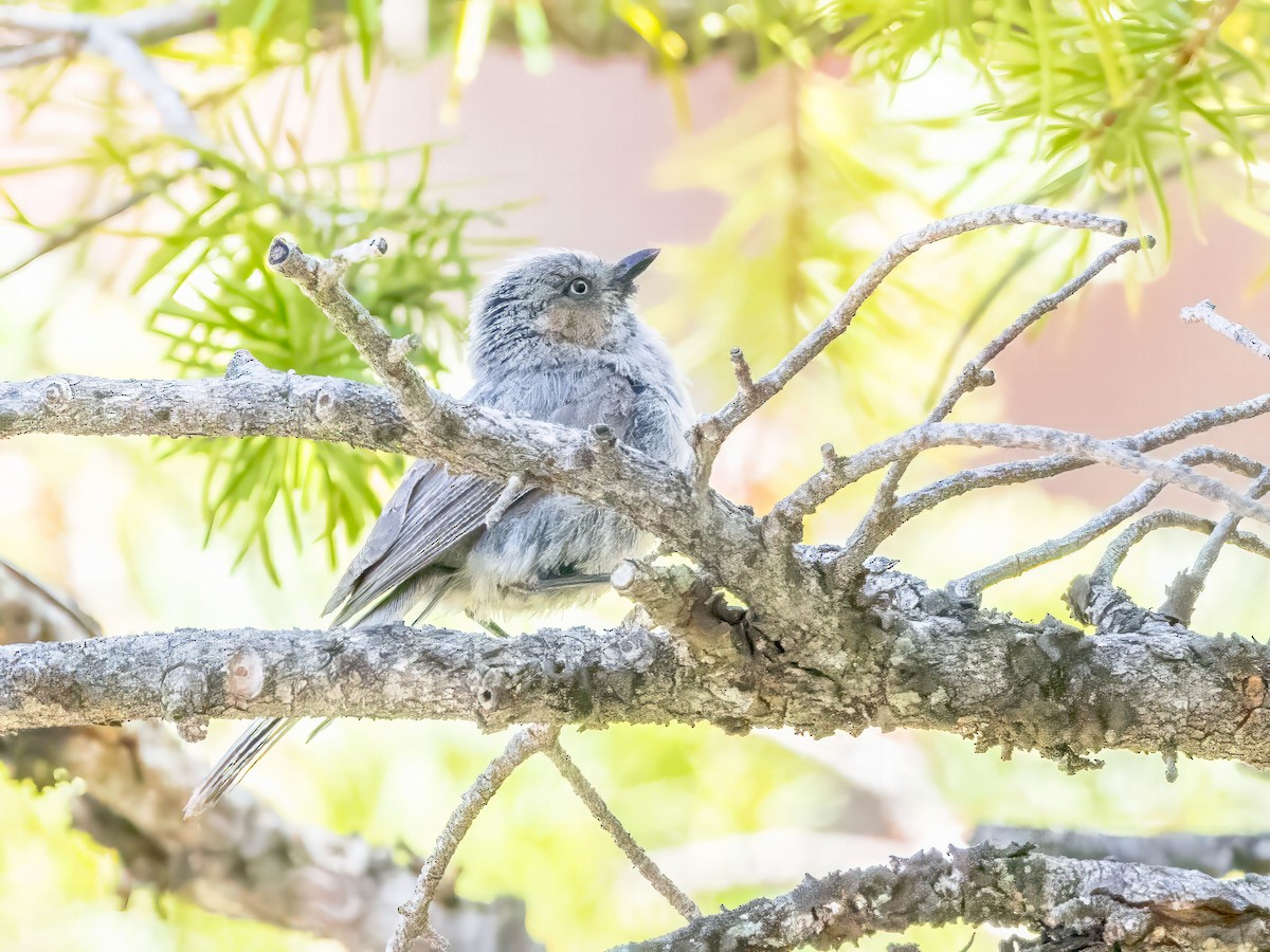 Bushtit - ML593357921