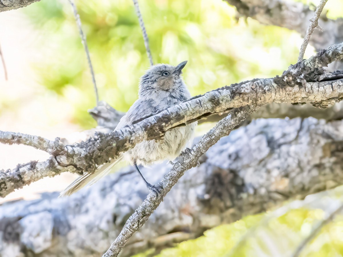 Bushtit - ML593357931