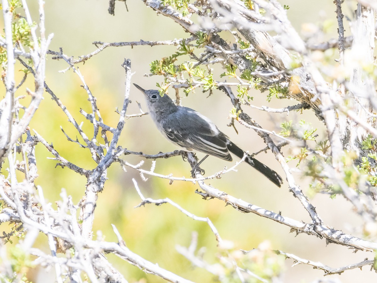 Blue-gray Gnatcatcher - ML593357961