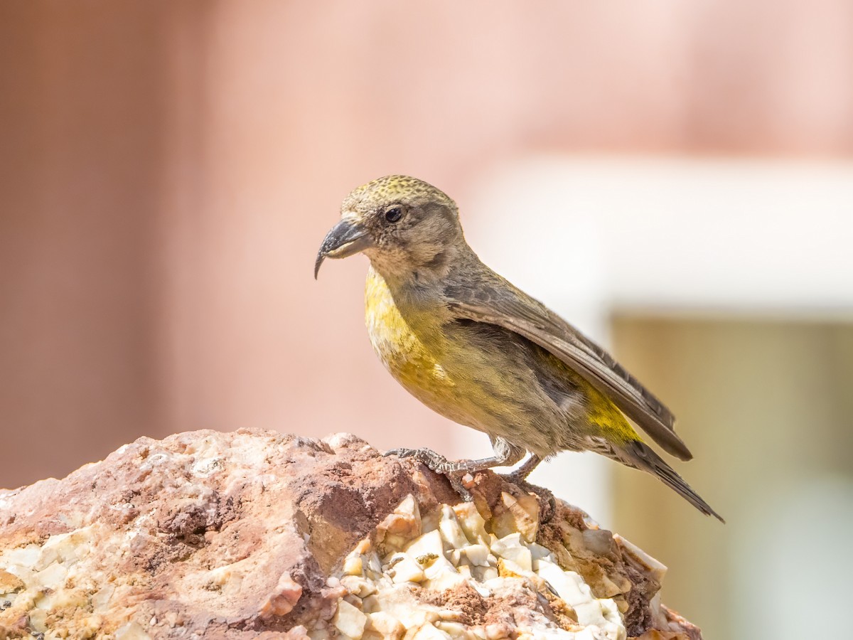 Red Crossbill - Diane Hoy