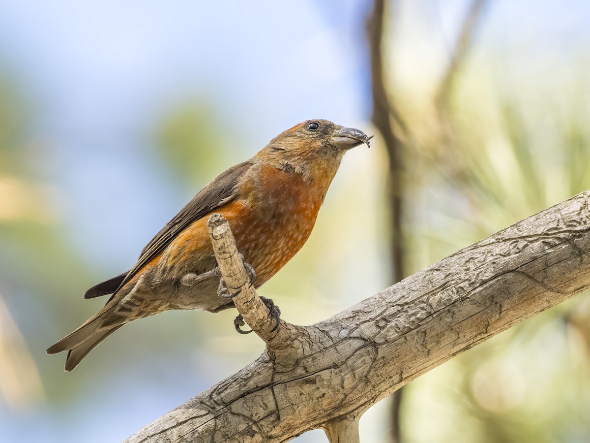 Red Crossbill - ML593358051