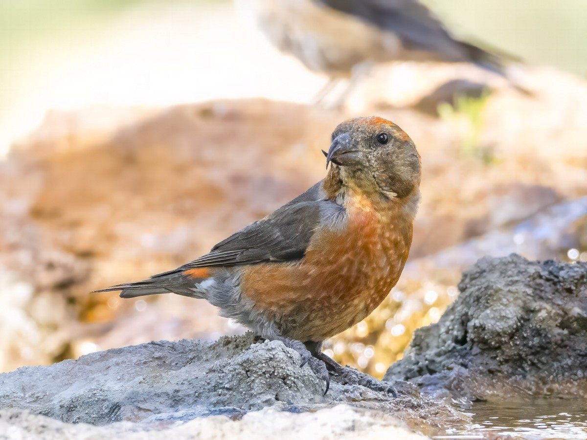 Red Crossbill - ML593358081