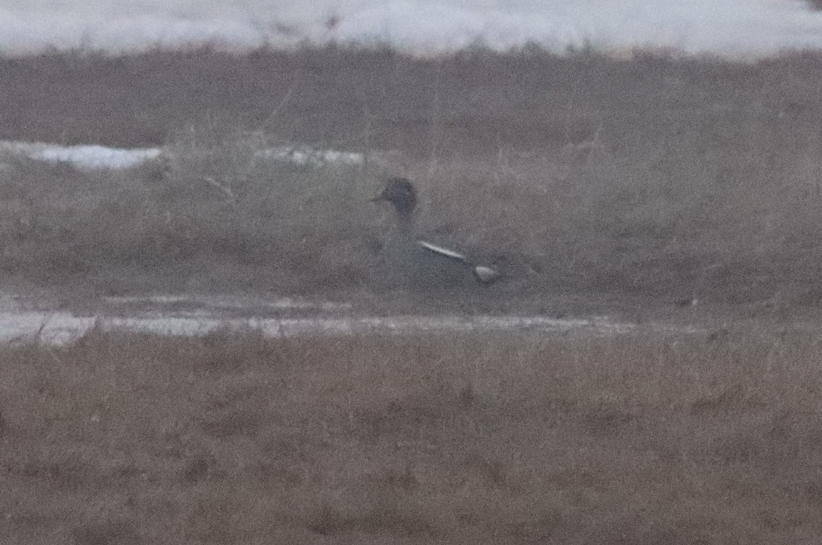 Green-winged Teal (Eurasian) - ML593358131