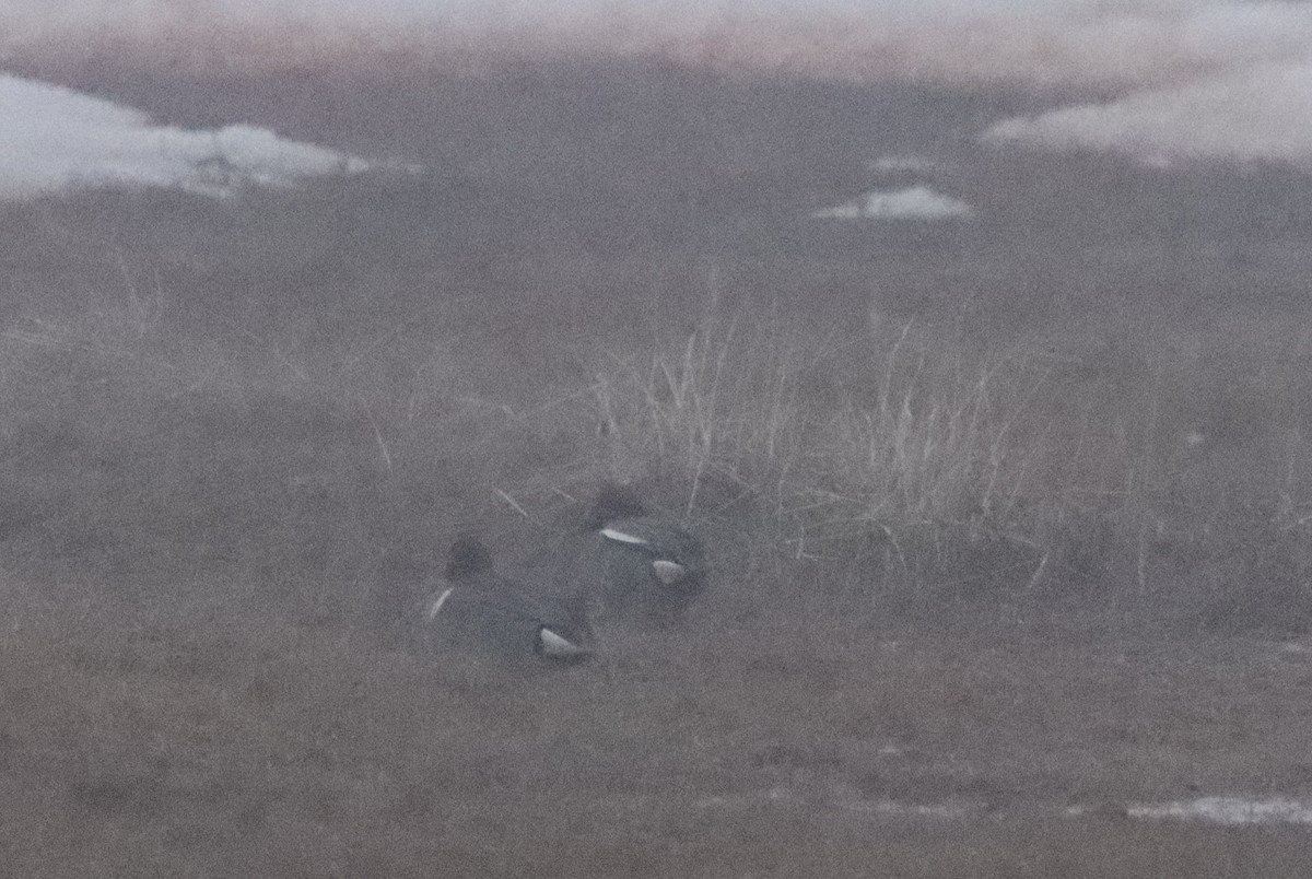 Green-winged Teal (American) - ML593358251