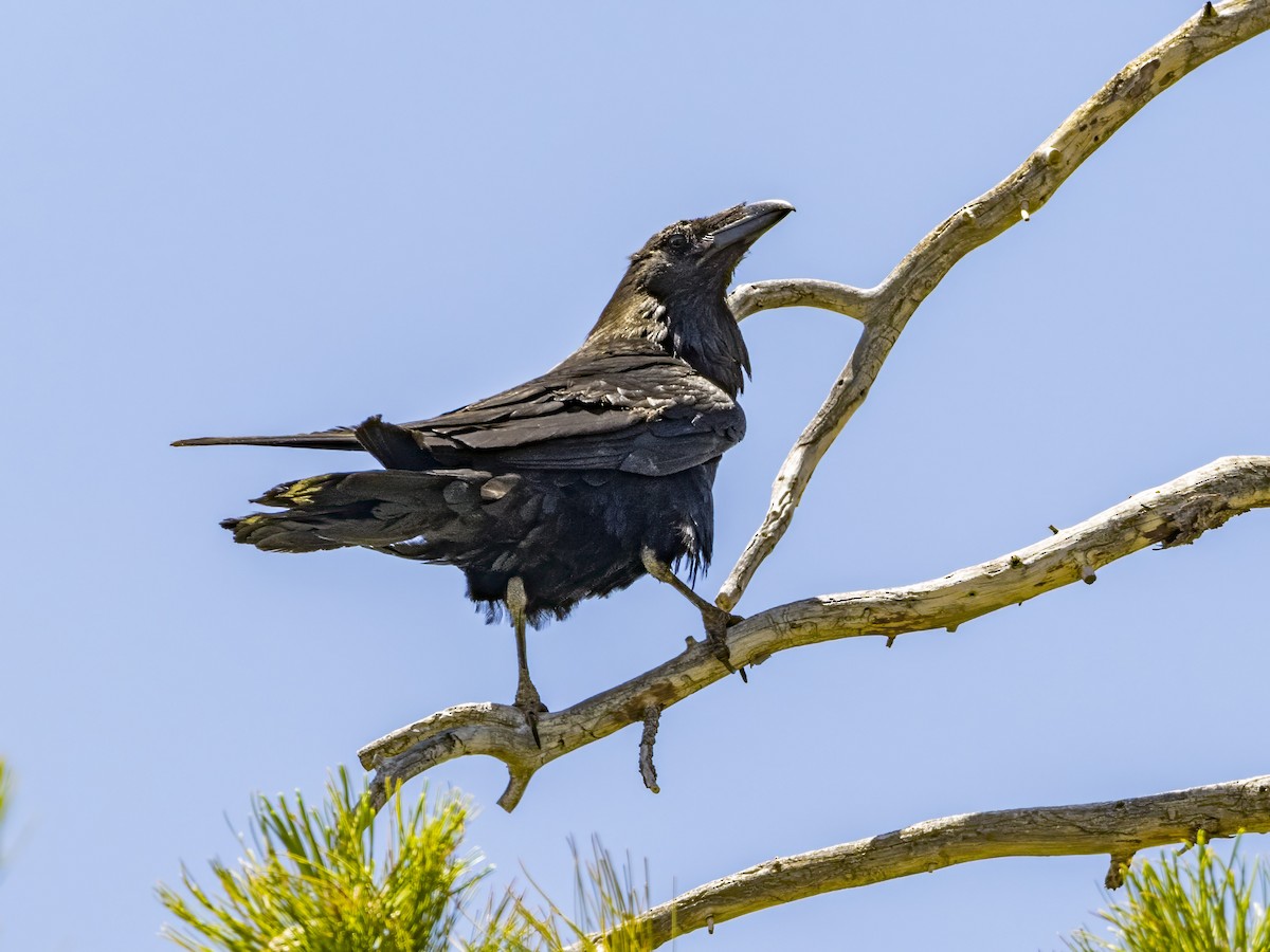 Common Raven - ML593358321