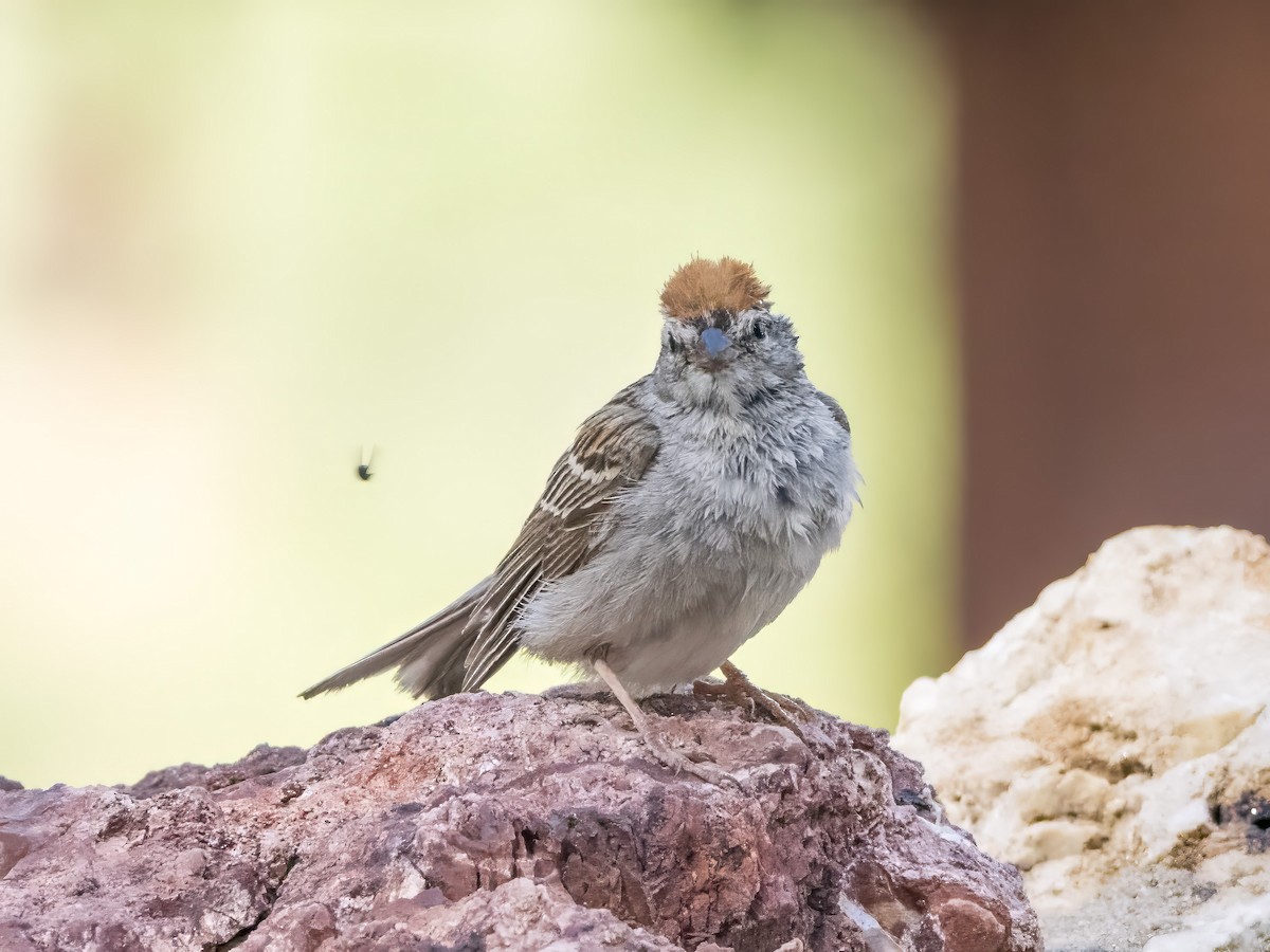 Chipping Sparrow - ML593359011