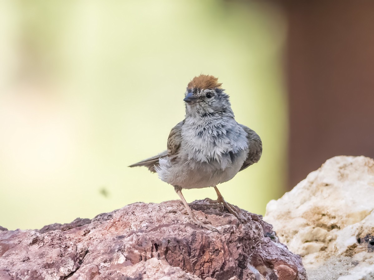 Chipping Sparrow - ML593359021