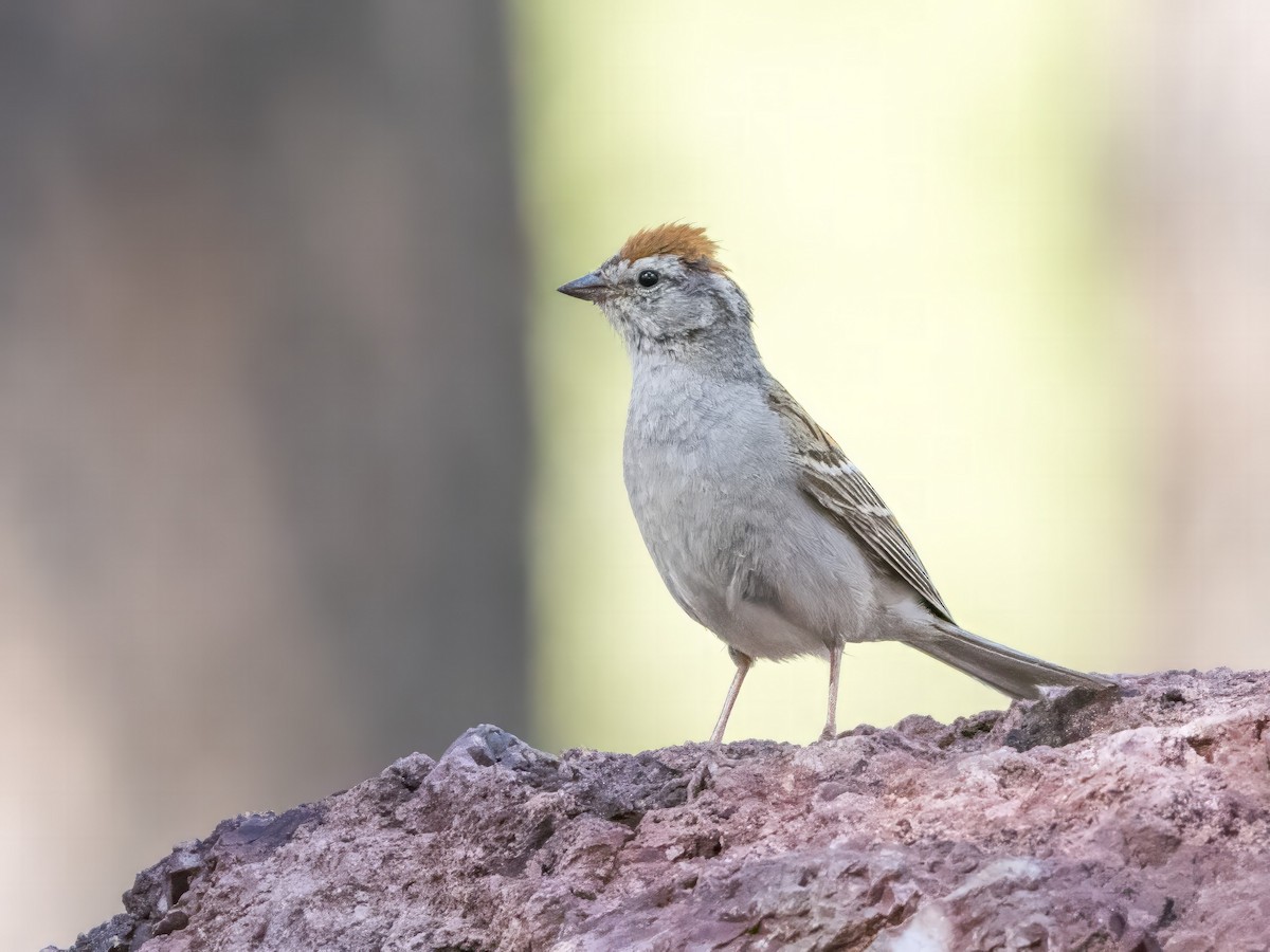 Chipping Sparrow - ML593359031