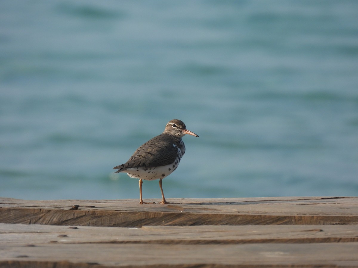 Spotted Sandpiper - ML593359221