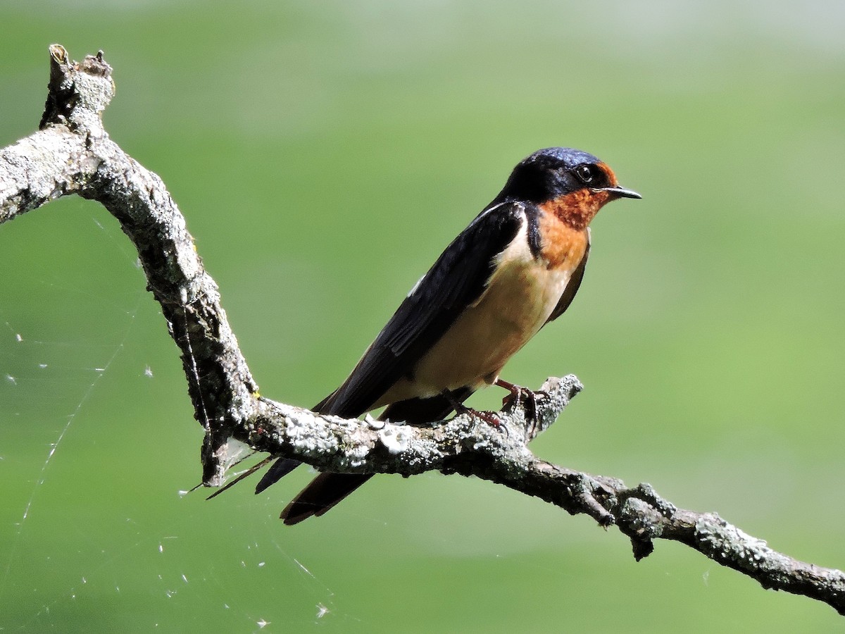 Barn Swallow - ML59335931