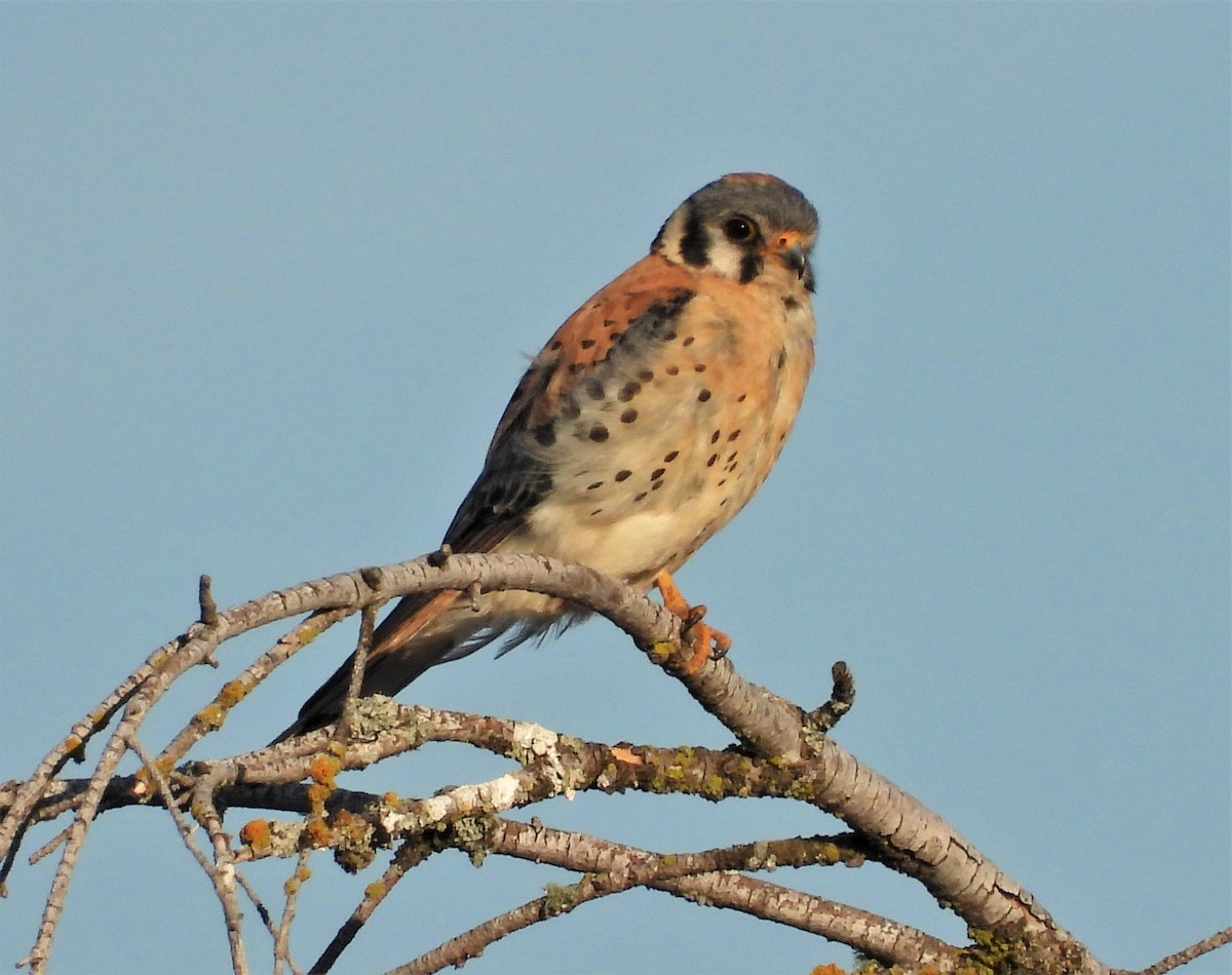 American Kestrel - ML593359781