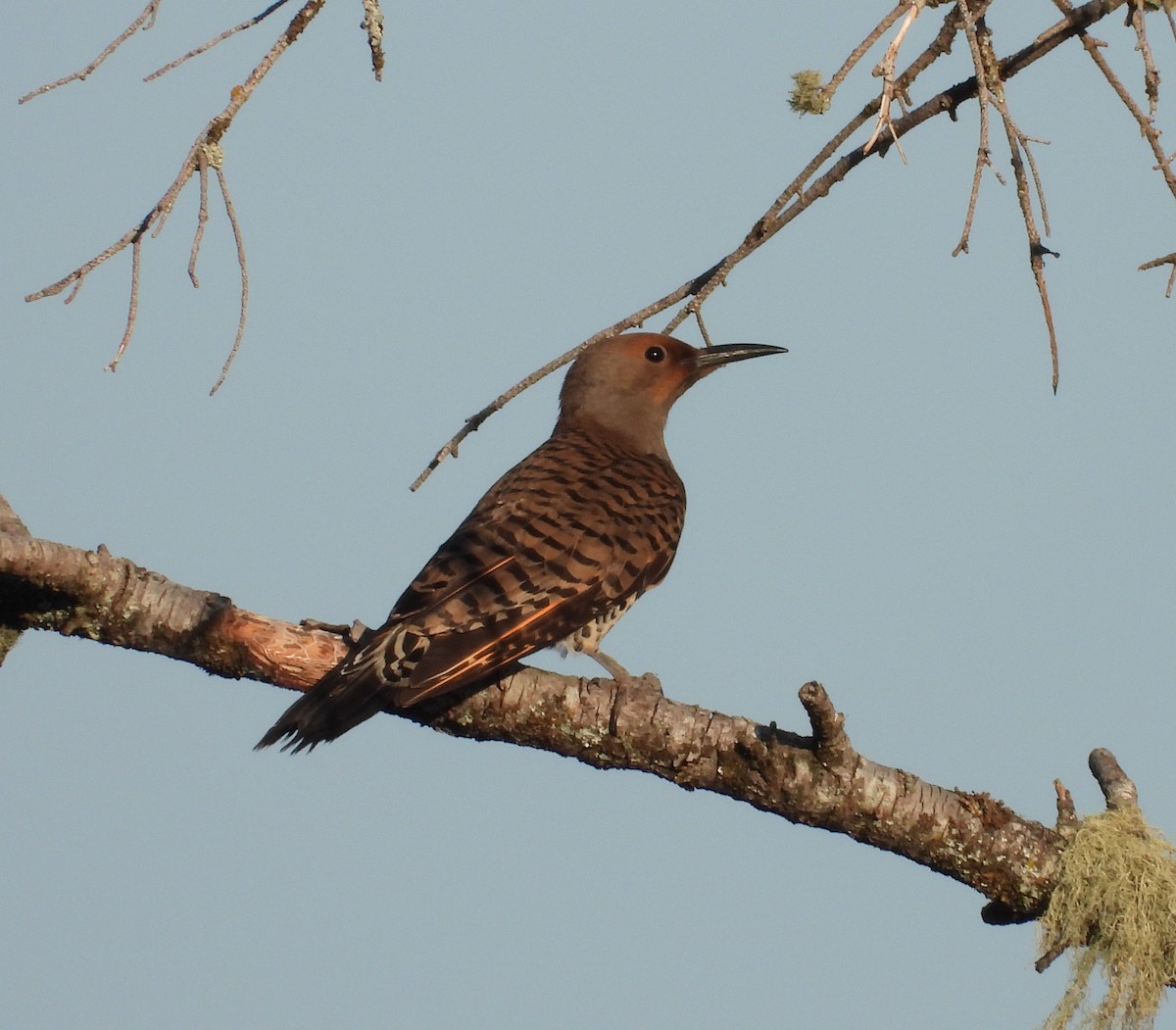 Northern Flicker - ML593360761