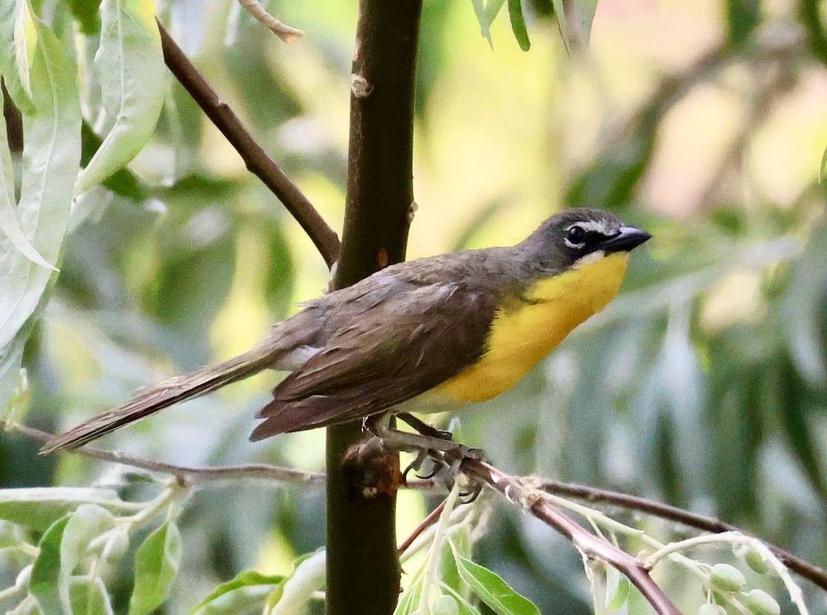 Yellow-breasted Chat - ML593361251