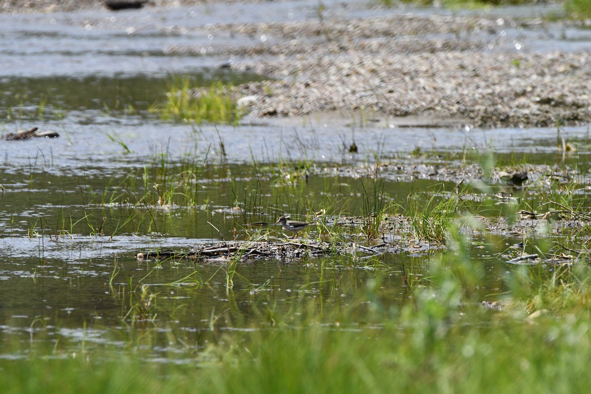 Spotted Sandpiper - ML593362091