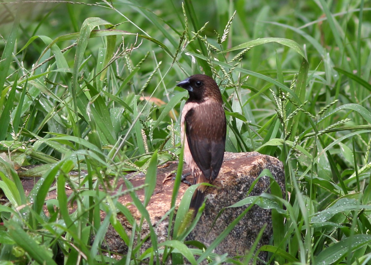 Black-throated Munia - ML593362201