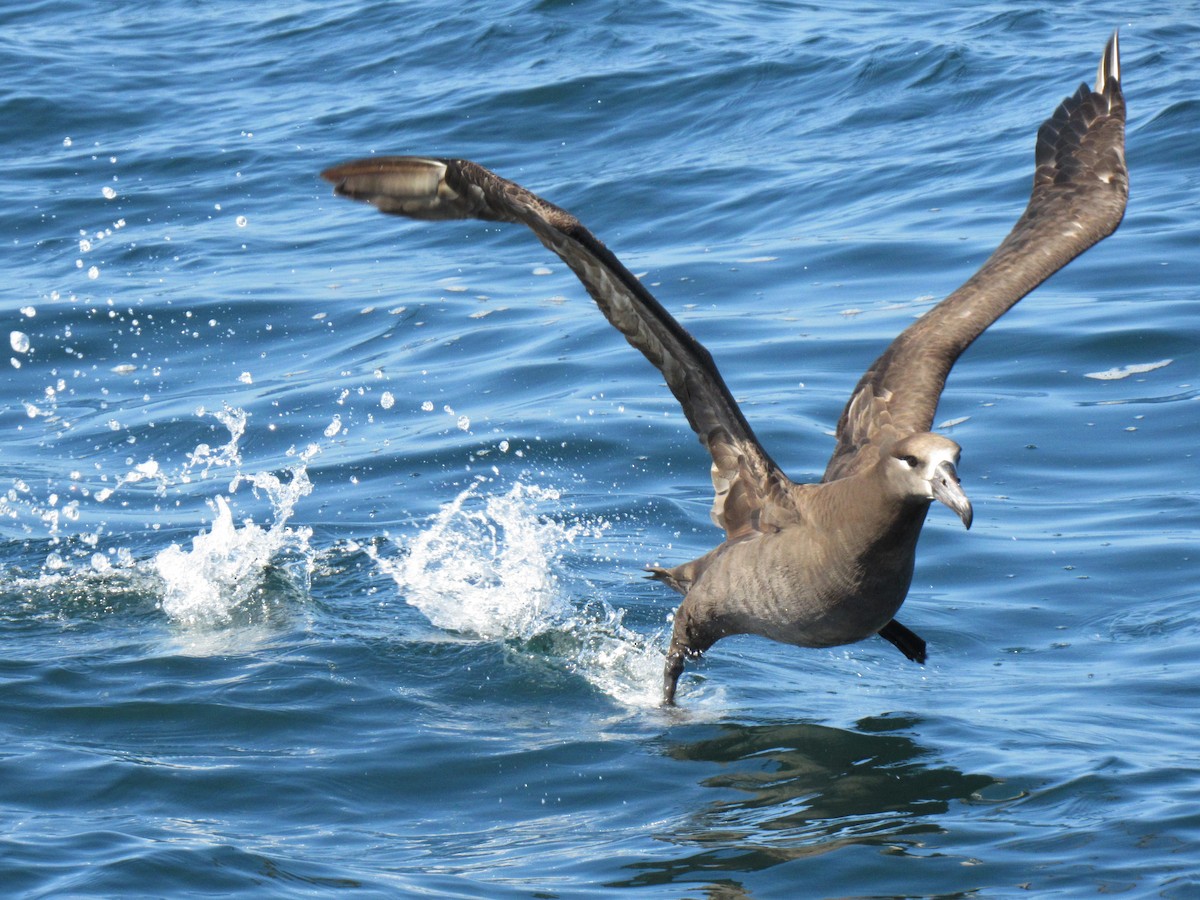 albatros černonohý - ML593362371