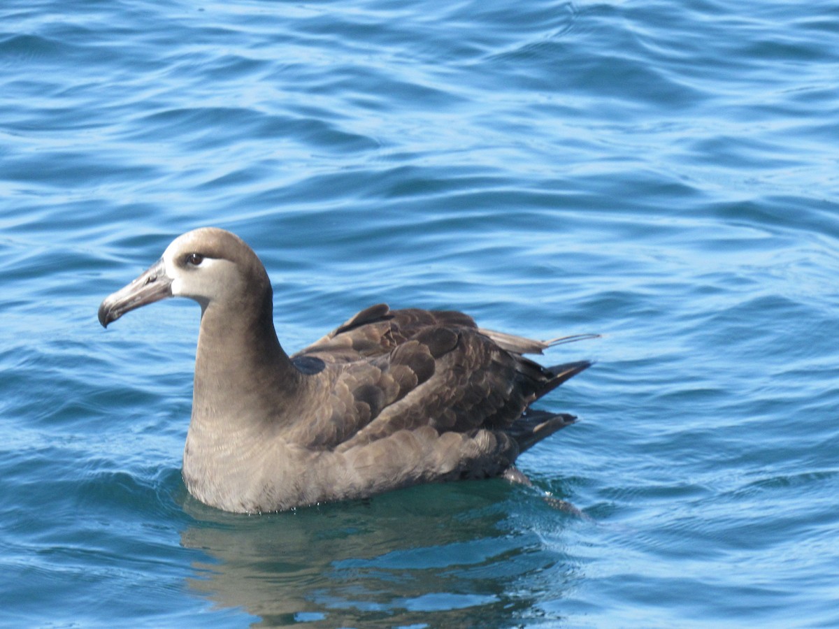 albatros černonohý - ML593362401