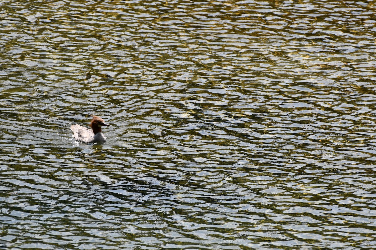 Common Merganser - Sarah Dix