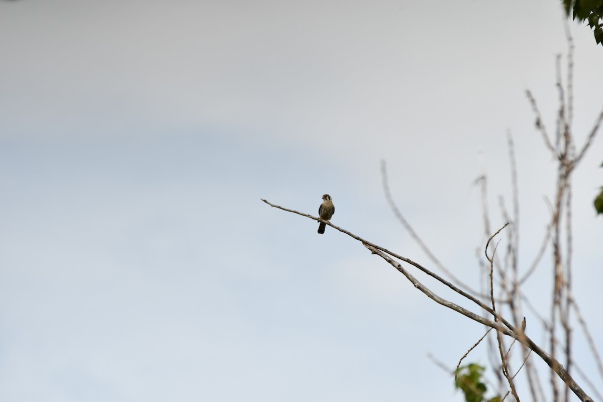 American Kestrel - ML593363031