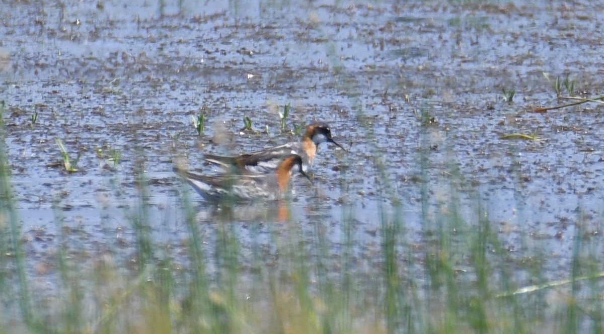 Red-necked Phalarope - ML593365121