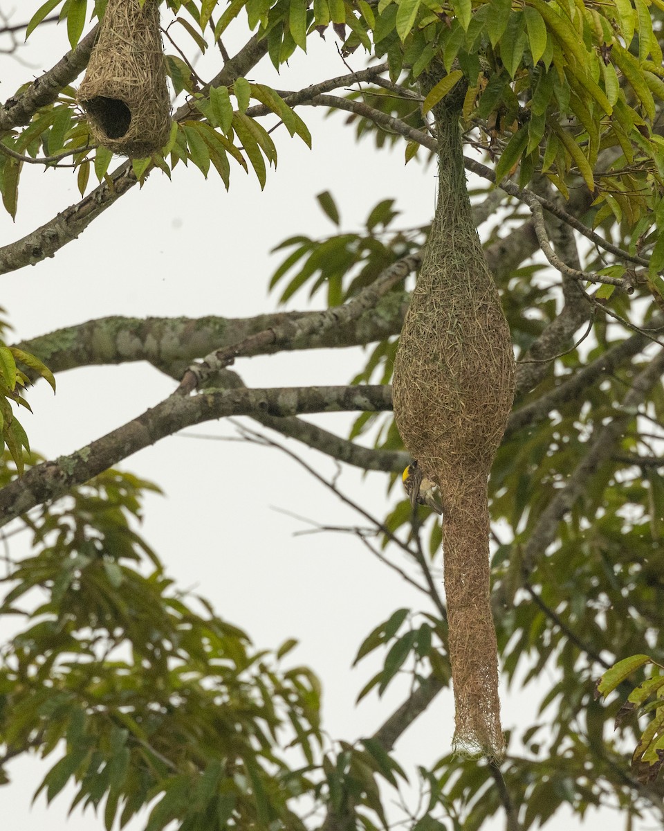 Baya Weaver - Dana Cameron