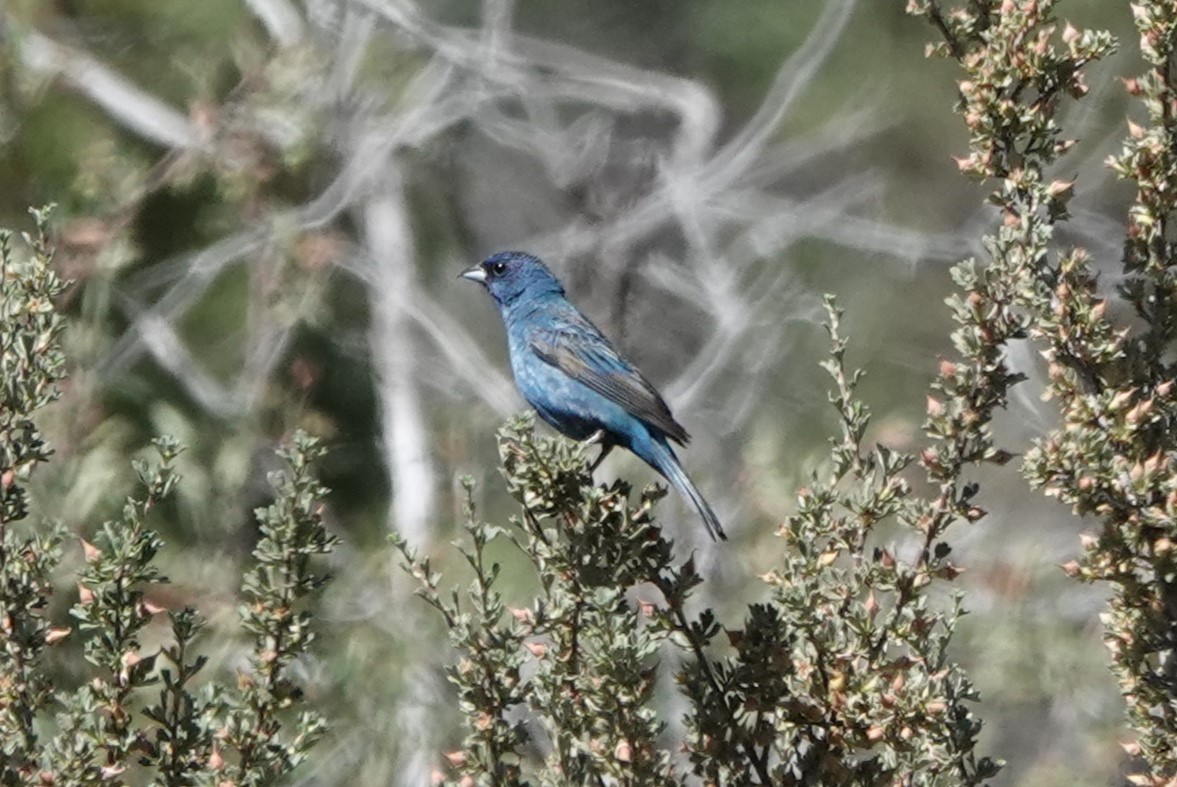 Indigo Bunting - ML593365431