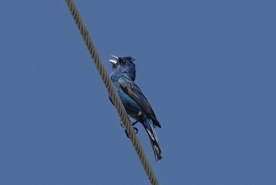 Indigo Bunting - ML593365451